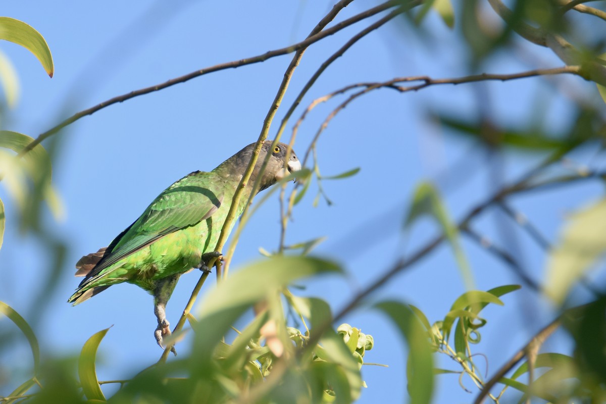 Brown-headed Parrot - ML634887067