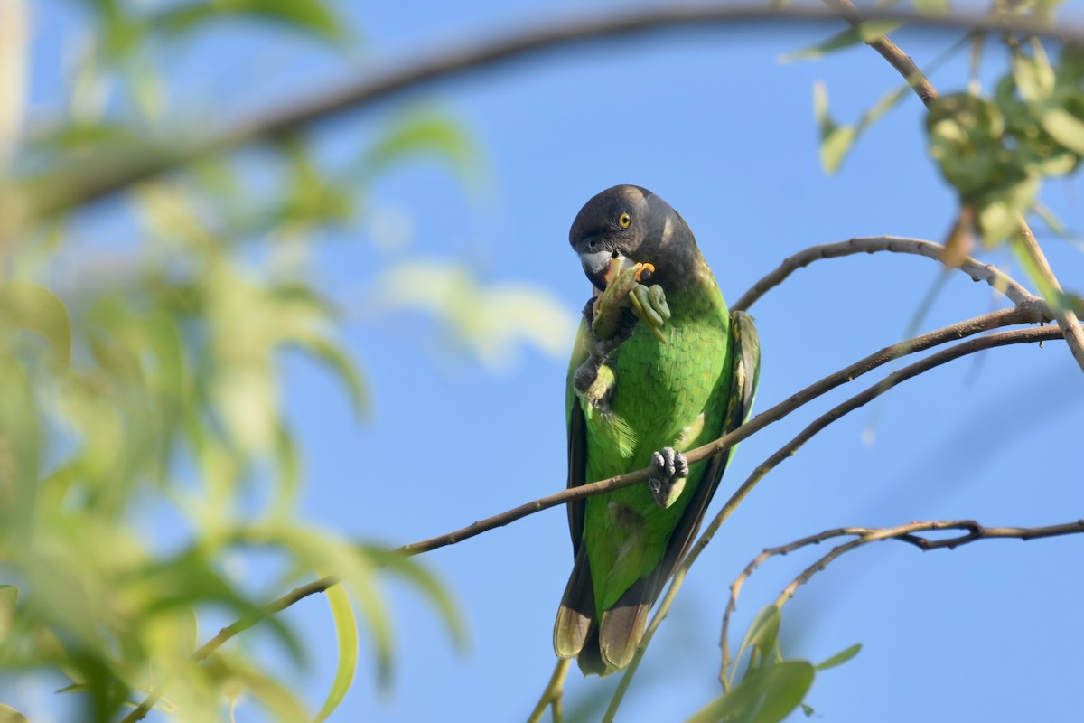 Brown-headed Parrot - ML634887070