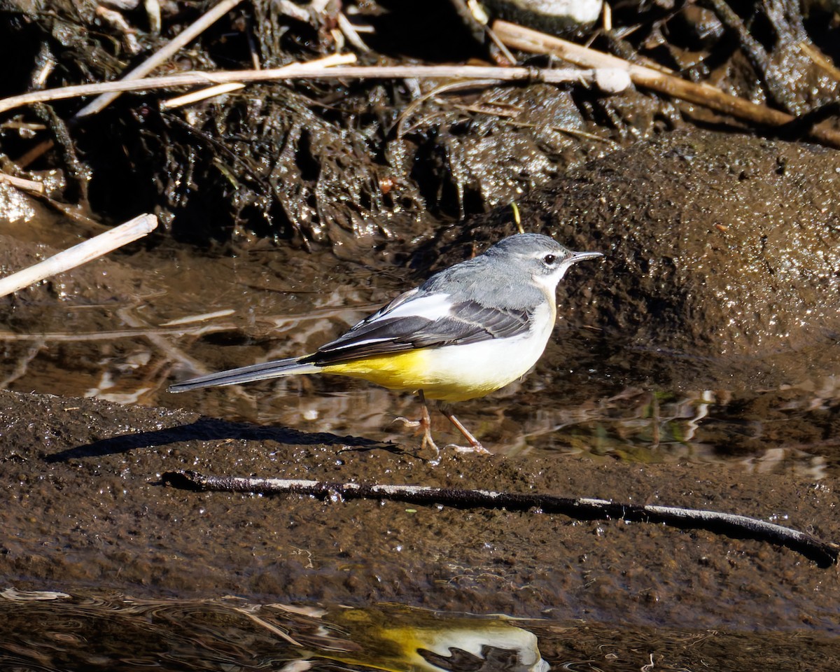Gray Wagtail - ML634887095