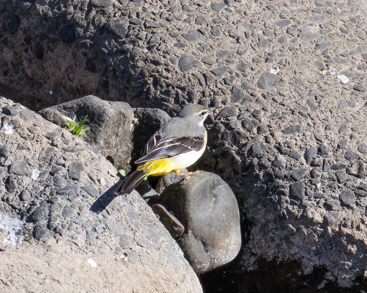 Gray Wagtail - ML634887096