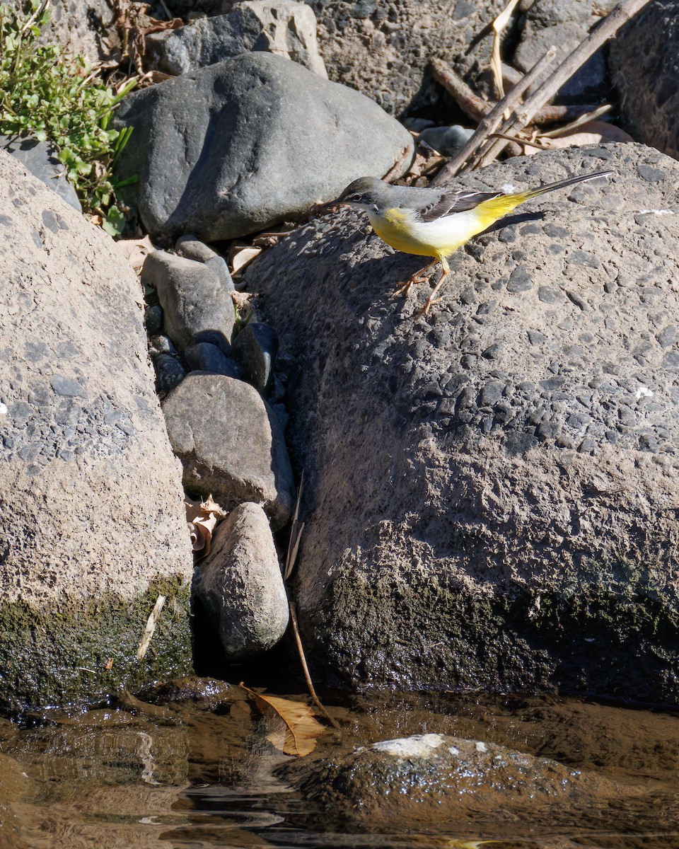 Gray Wagtail - ML634887097