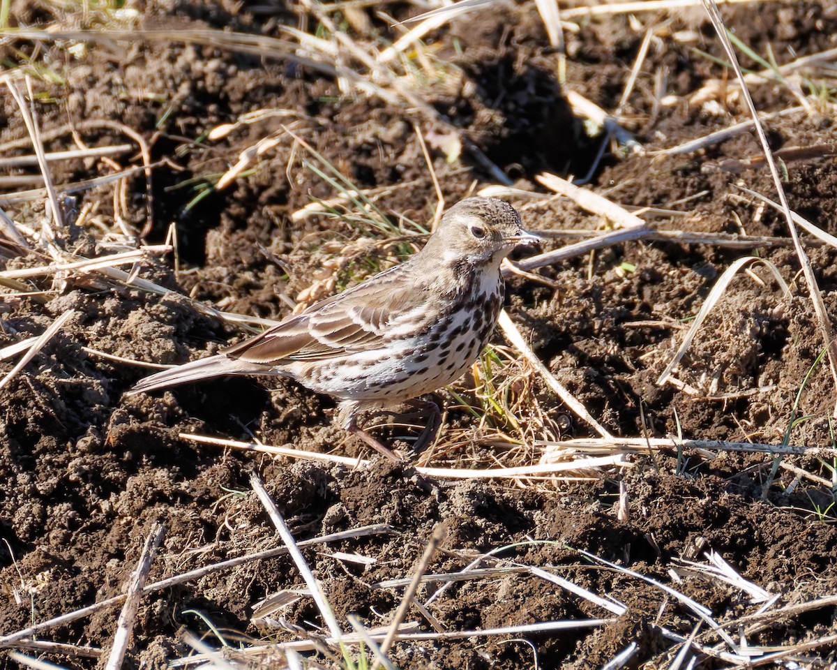 Siberian Pipit - ML634887146