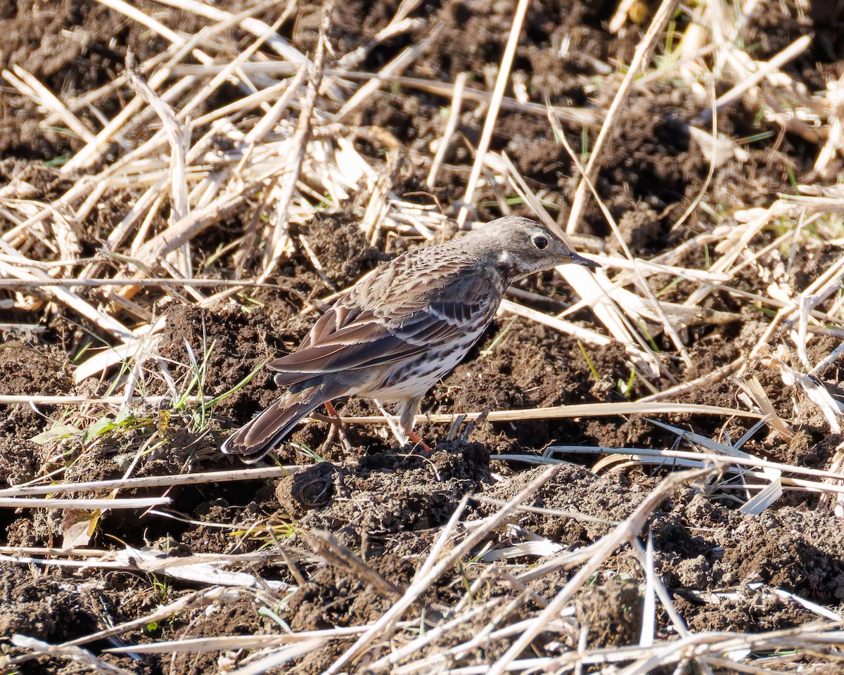Siberian Pipit - ML634887147
