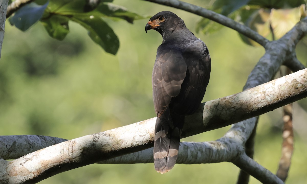 Gray-headed Kite - ML634887486