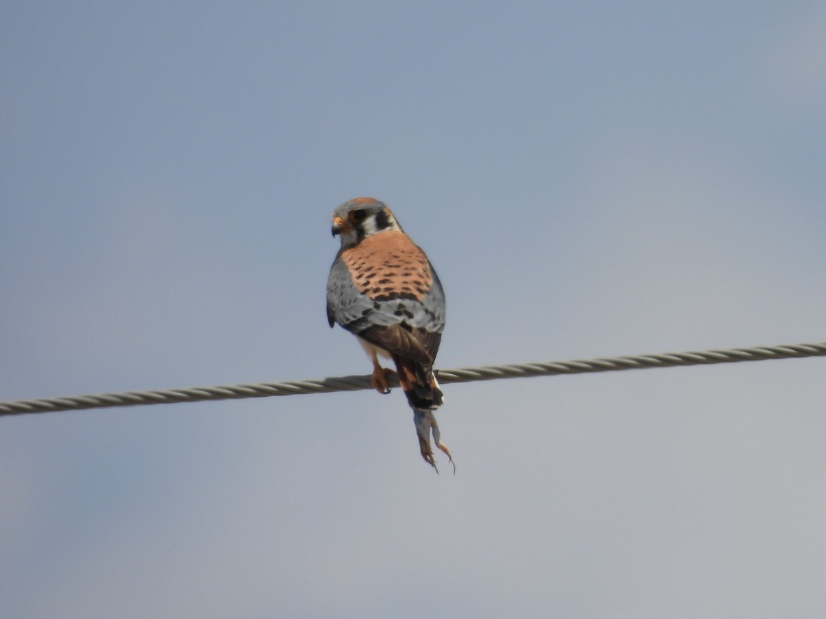 American Kestrel - ML634887488