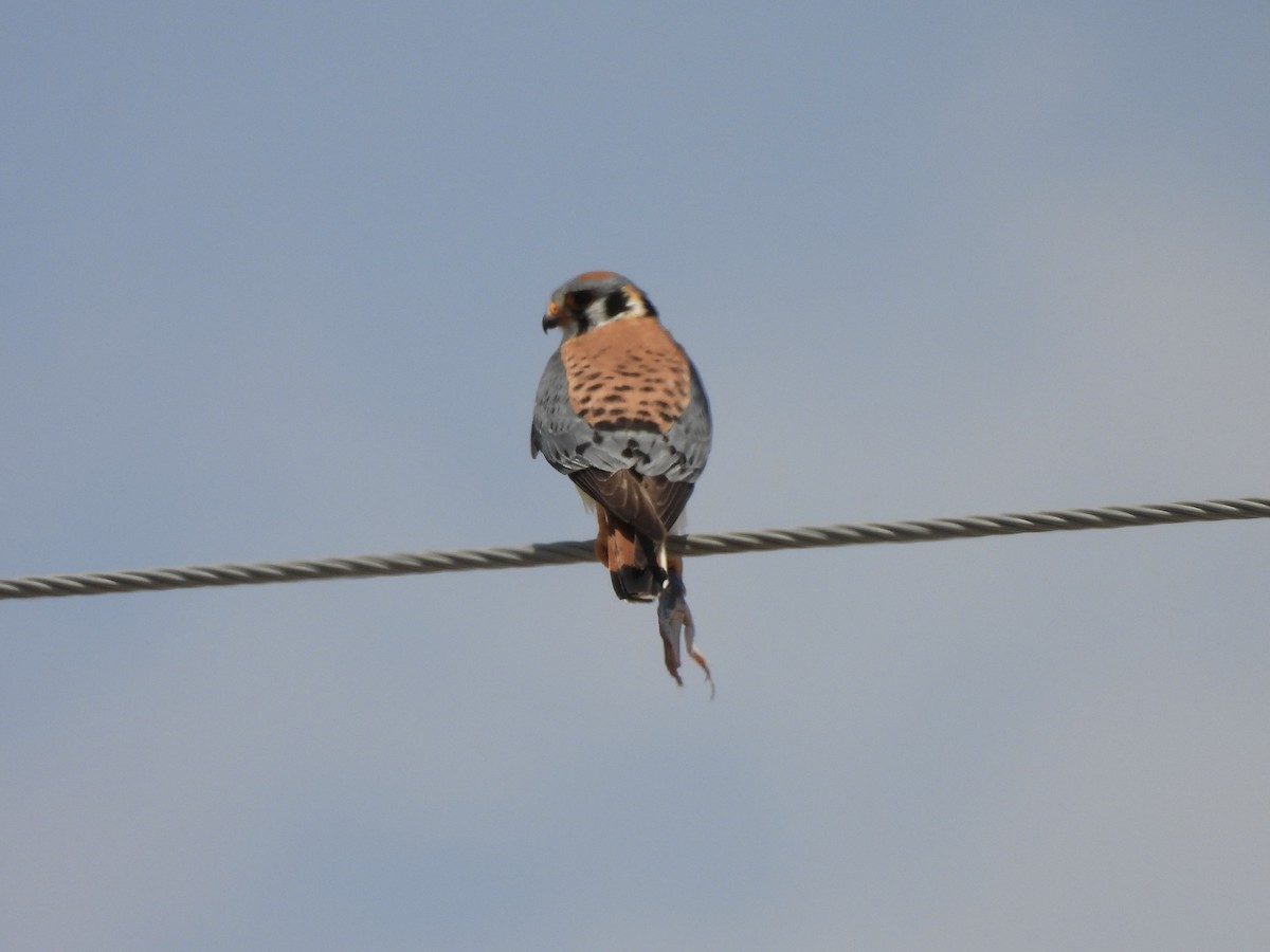 American Kestrel - ML634887491