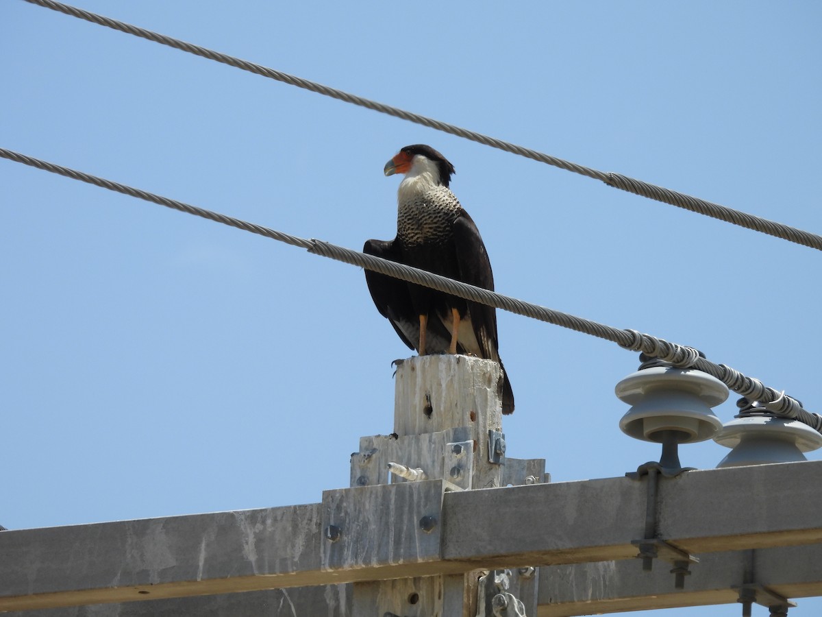 Crested Caracara - ML634887520