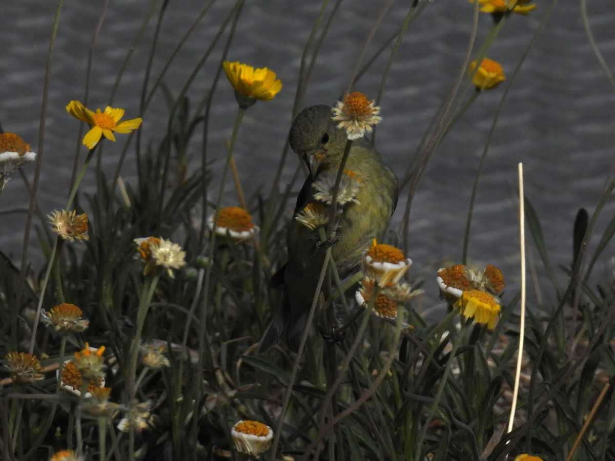 Lesser Goldfinch - ML634887592