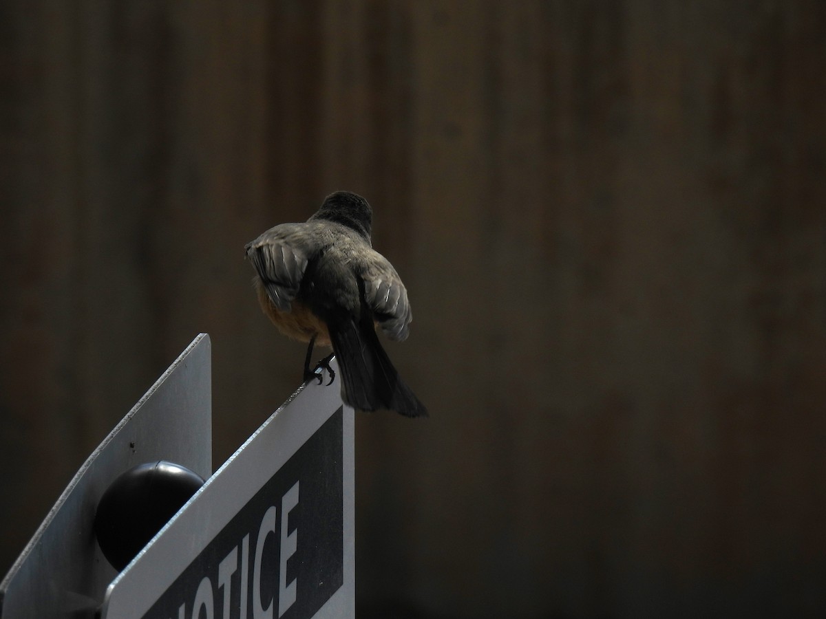 Say's Phoebe - ML634887604
