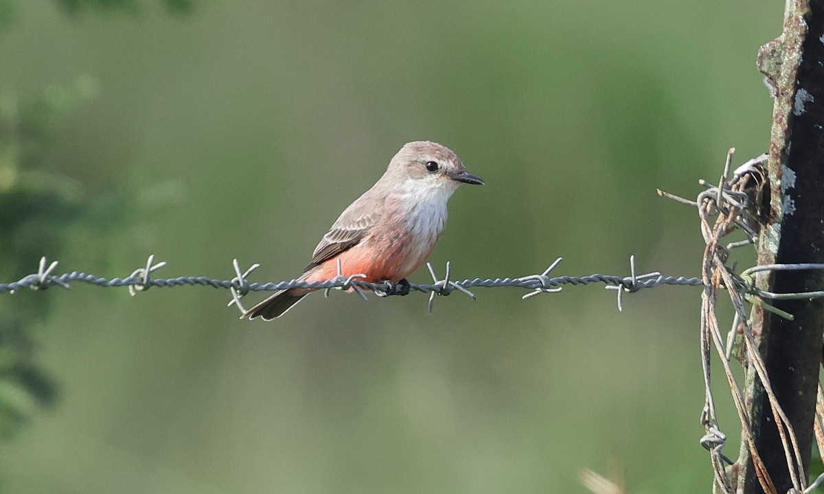 Vermilion Flycatcher - ML634887636