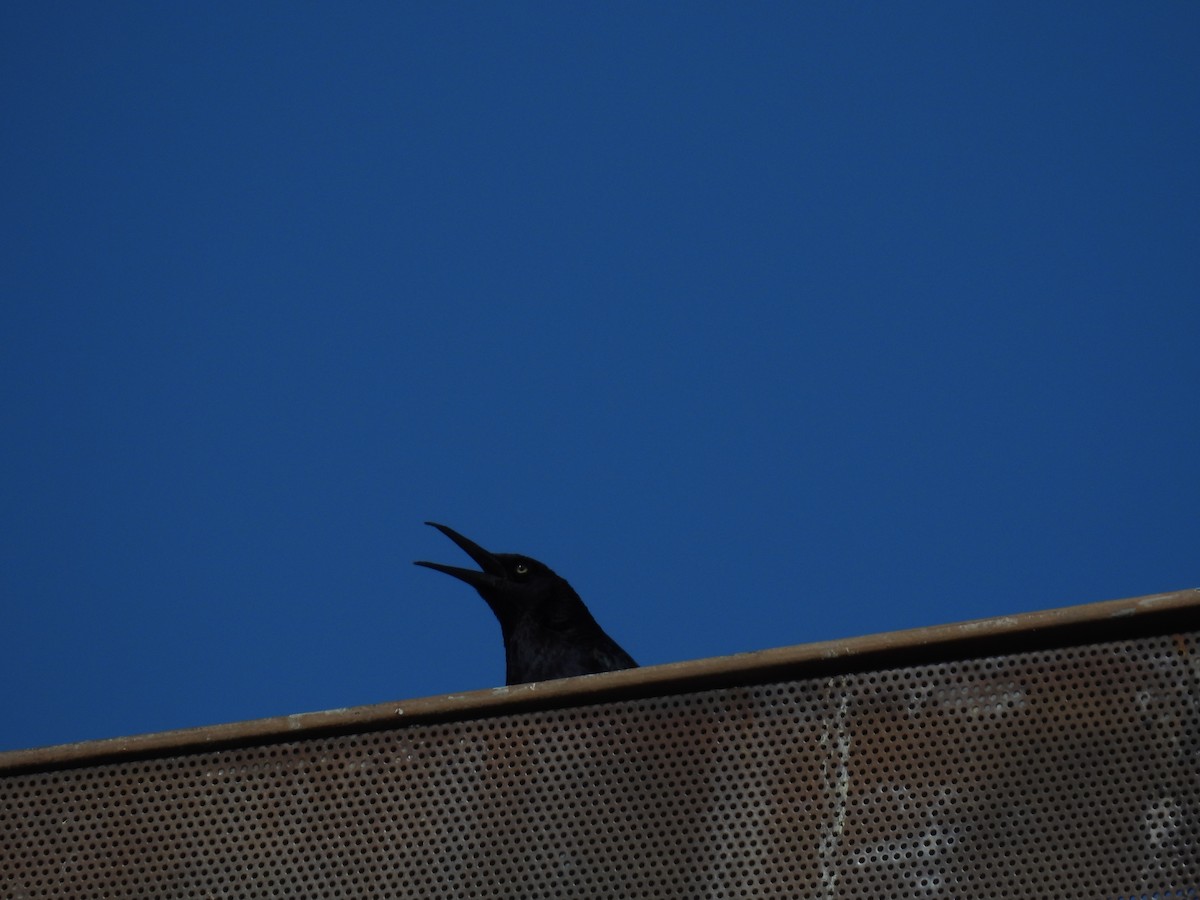 Great-tailed Grackle - ML634887662
