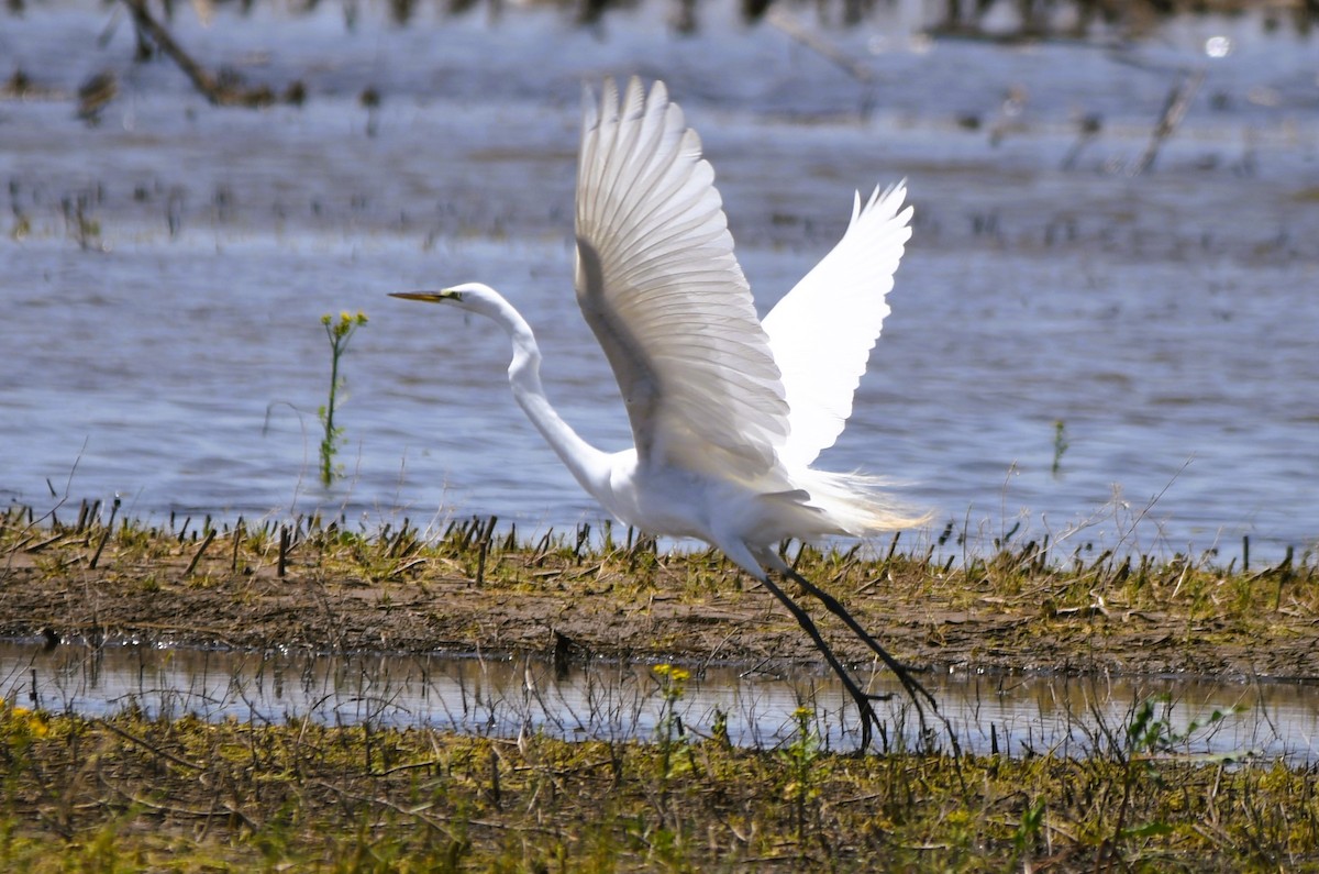 Great Egret - ML634887685