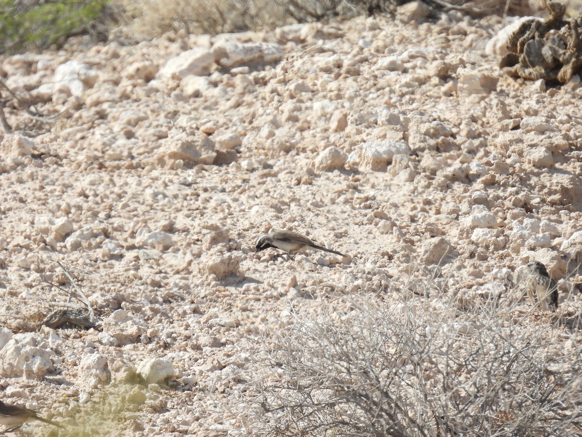 Black-throated Sparrow - ML634887696
