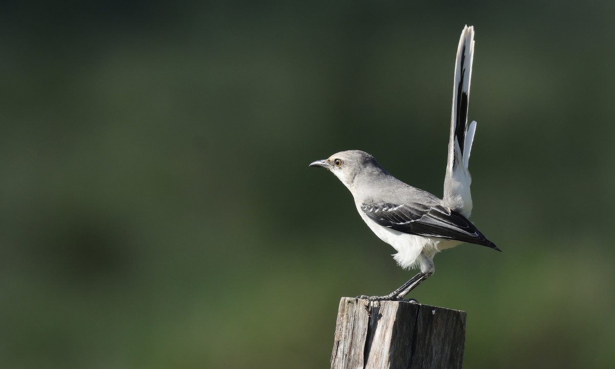Tropical Mockingbird - ML634887708