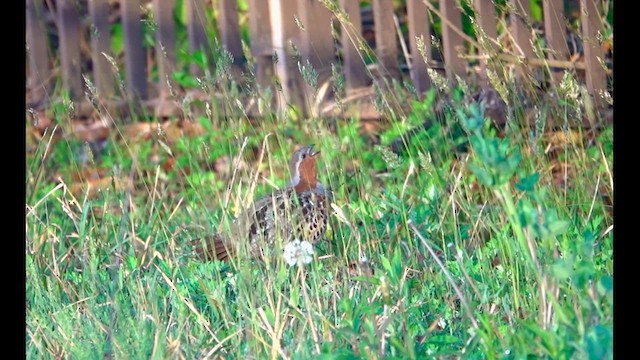 コジュケイ - ML634887780