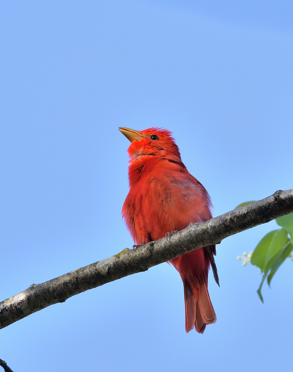 Summer Tanager - ML634887893