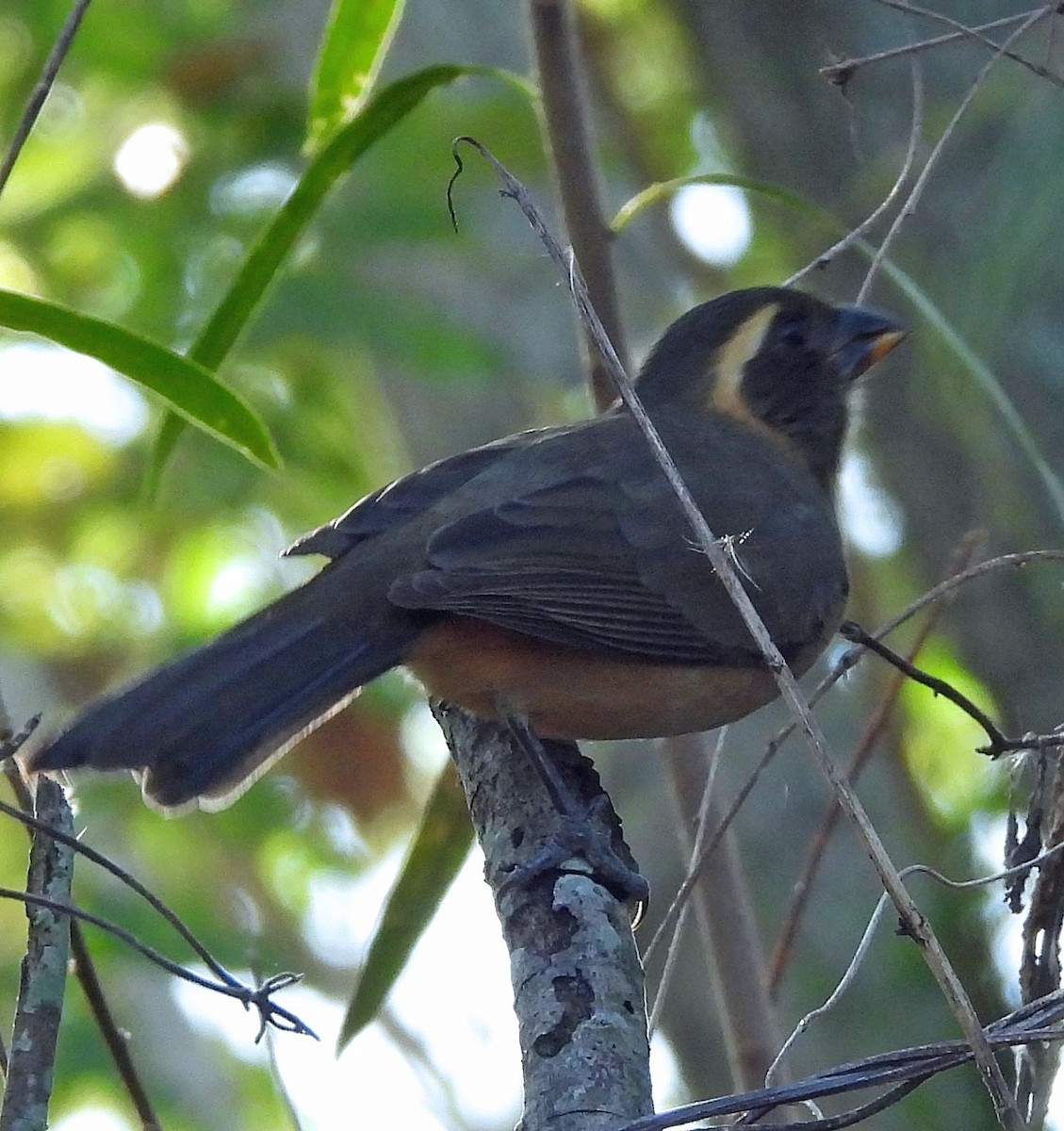 Golden-billed Saltator - ML634887900