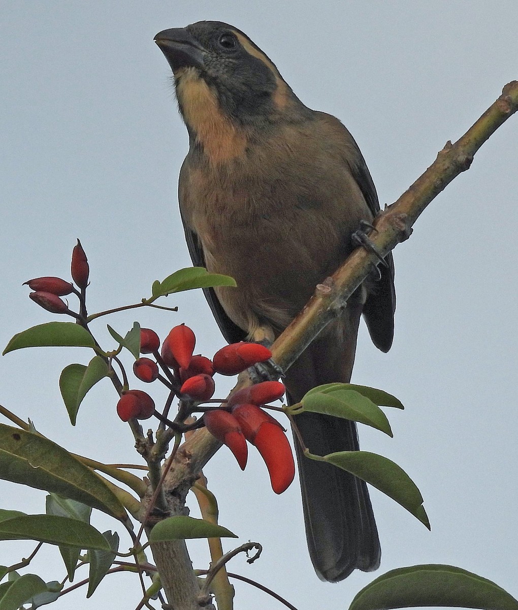 Golden-billed Saltator - ML634887901