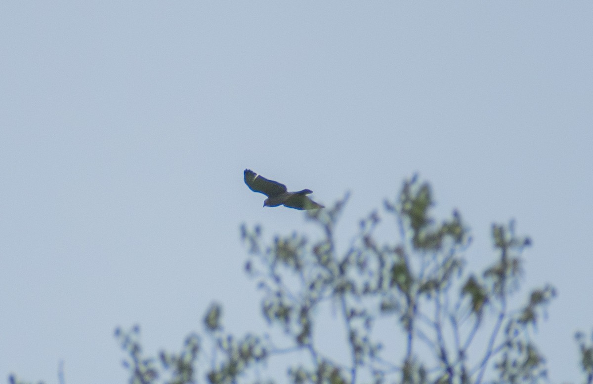Broad-winged Hawk - ML634887908