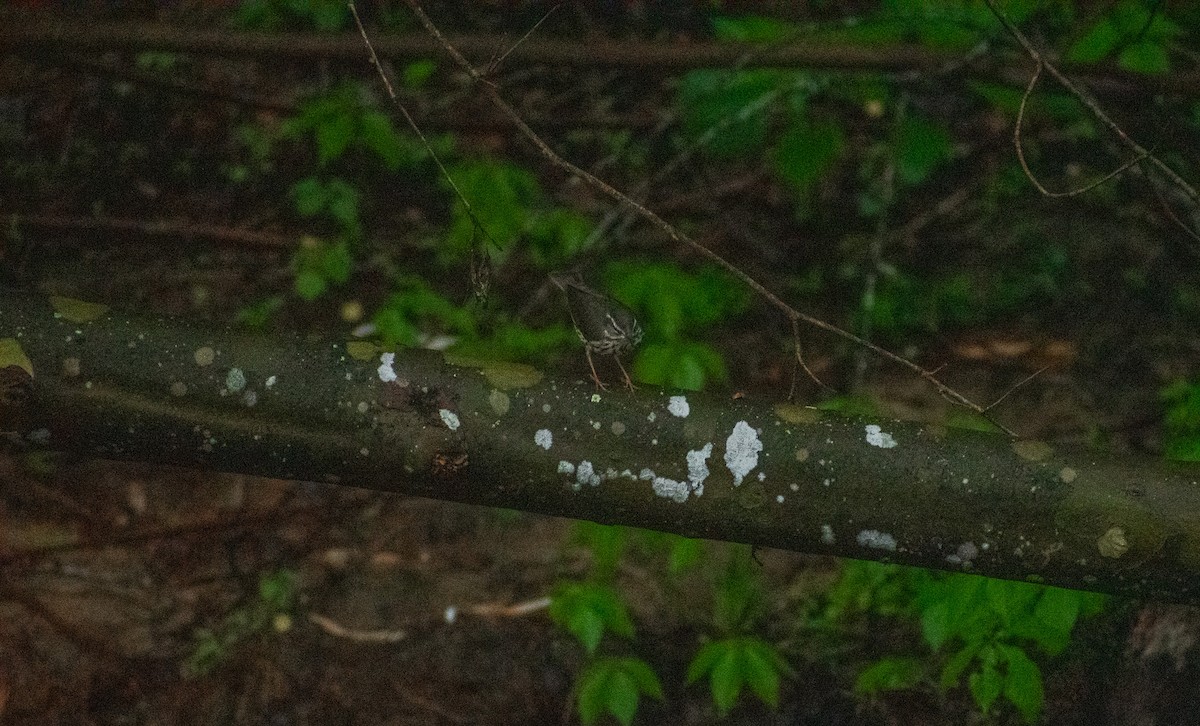 Louisiana Waterthrush - ML634887937