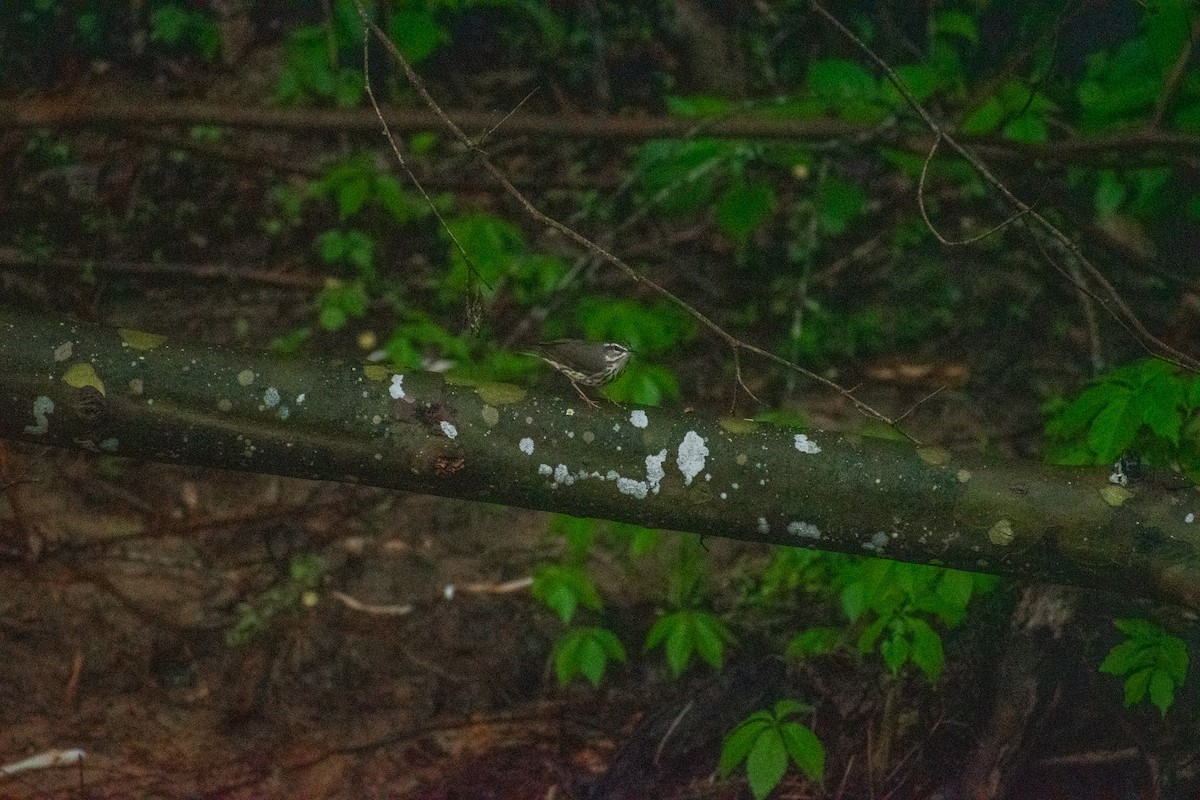 Louisiana Waterthrush - ML634887938