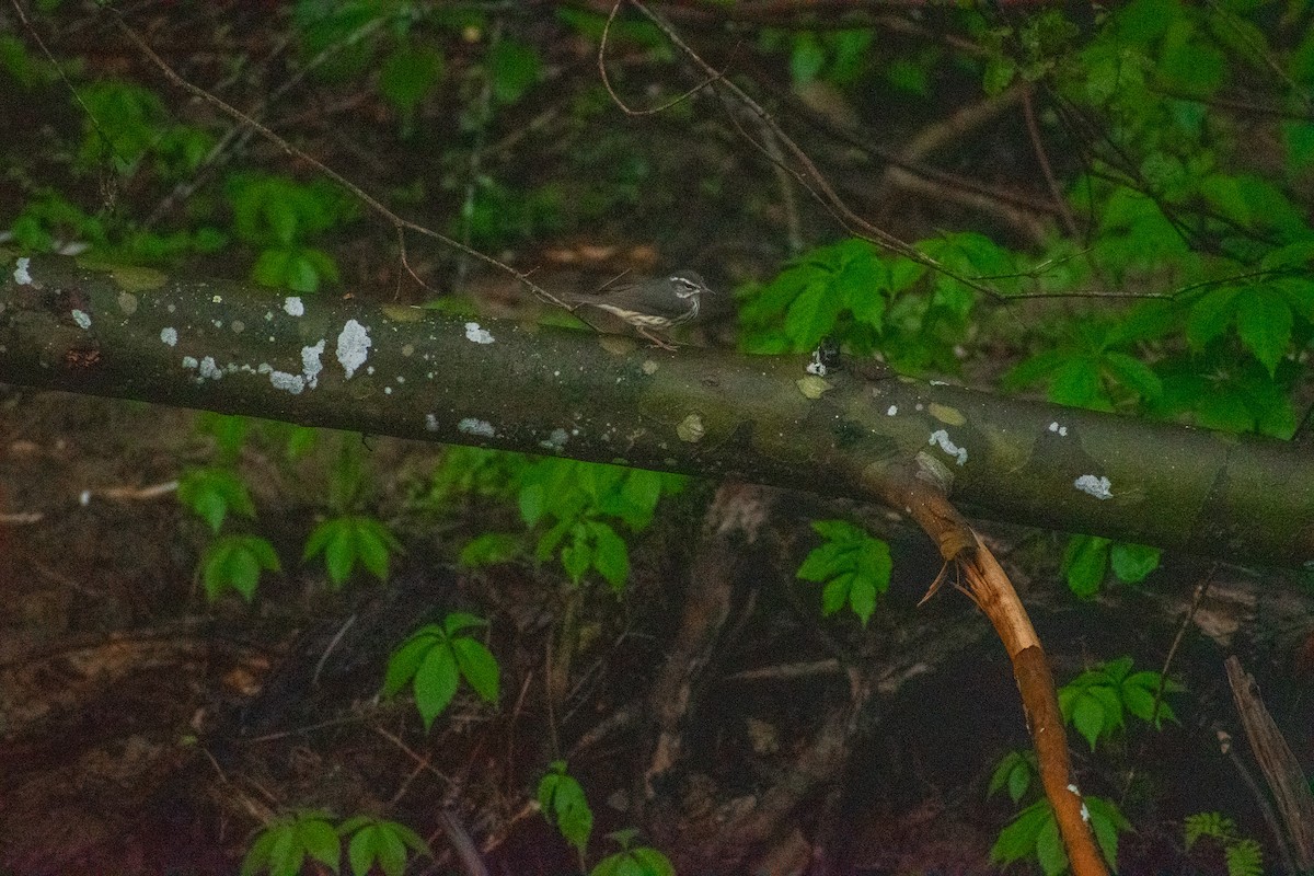 Louisiana Waterthrush - ML634887939