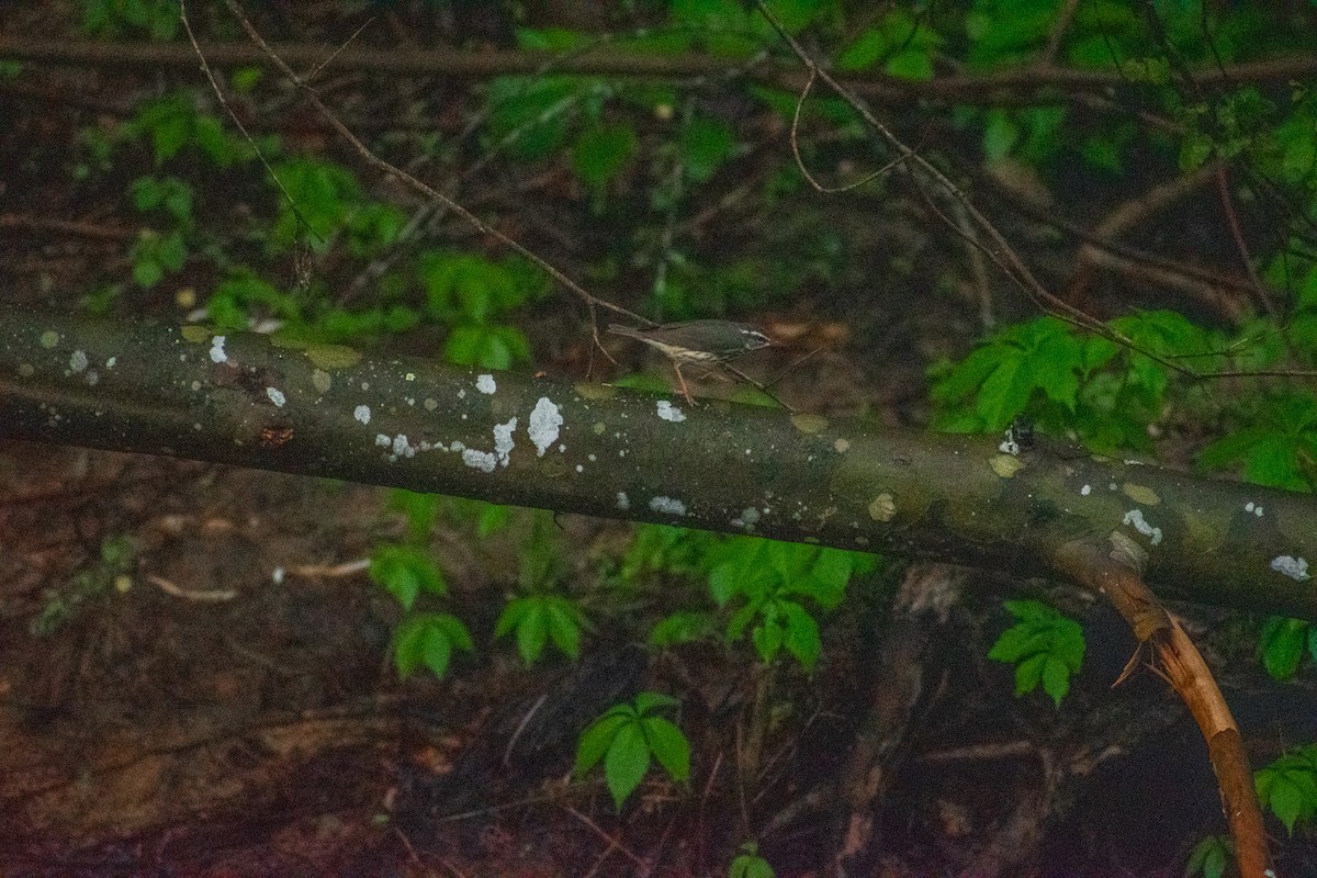 Louisiana Waterthrush - ML634887940