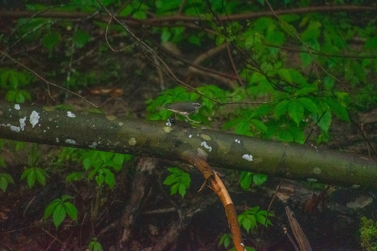 Louisiana Waterthrush - ML634887941