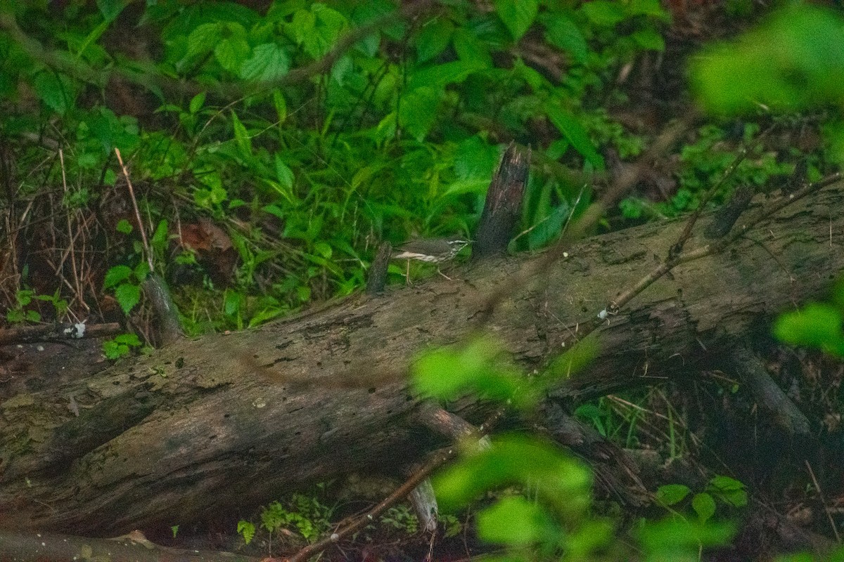 Louisiana Waterthrush - ML634887942
