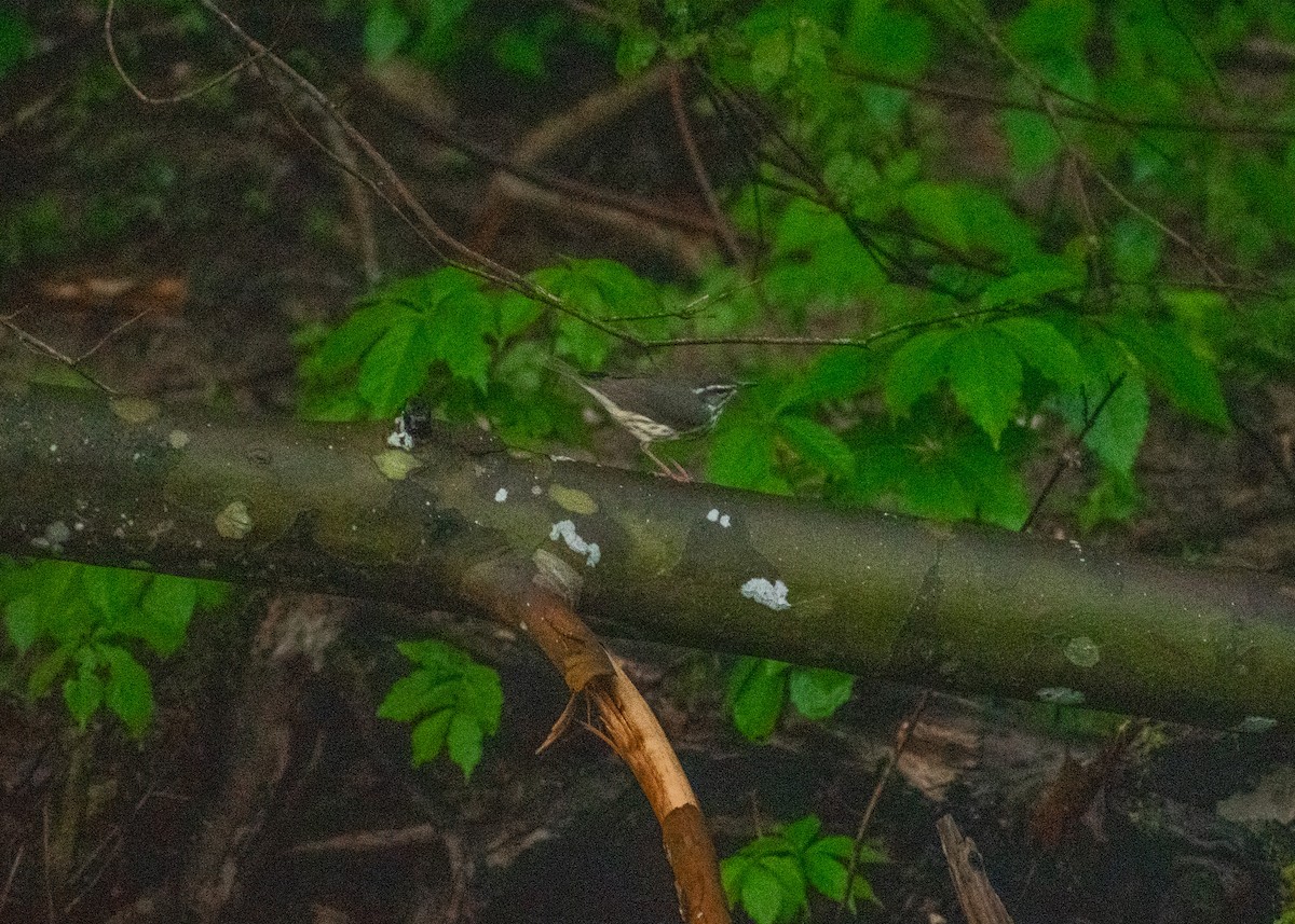Louisiana Waterthrush - ML634887943