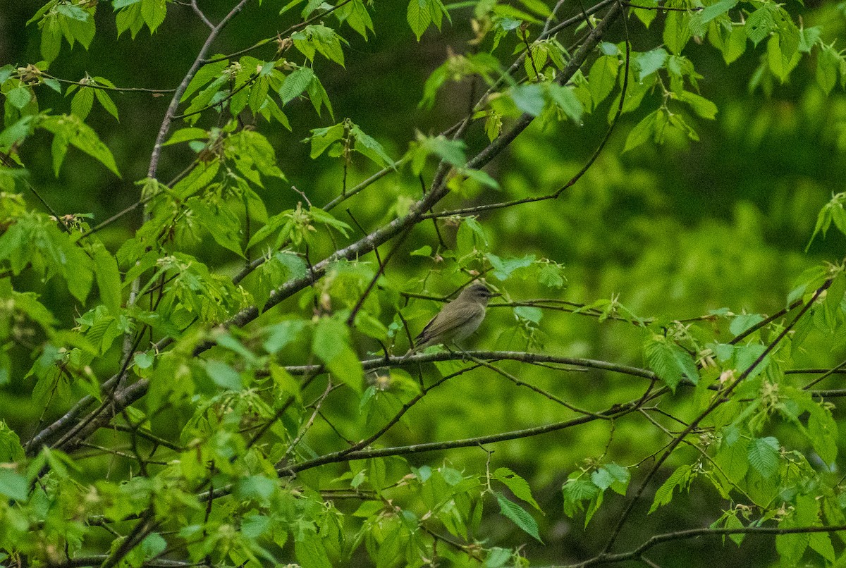 Red-eyed Vireo - ML634887979