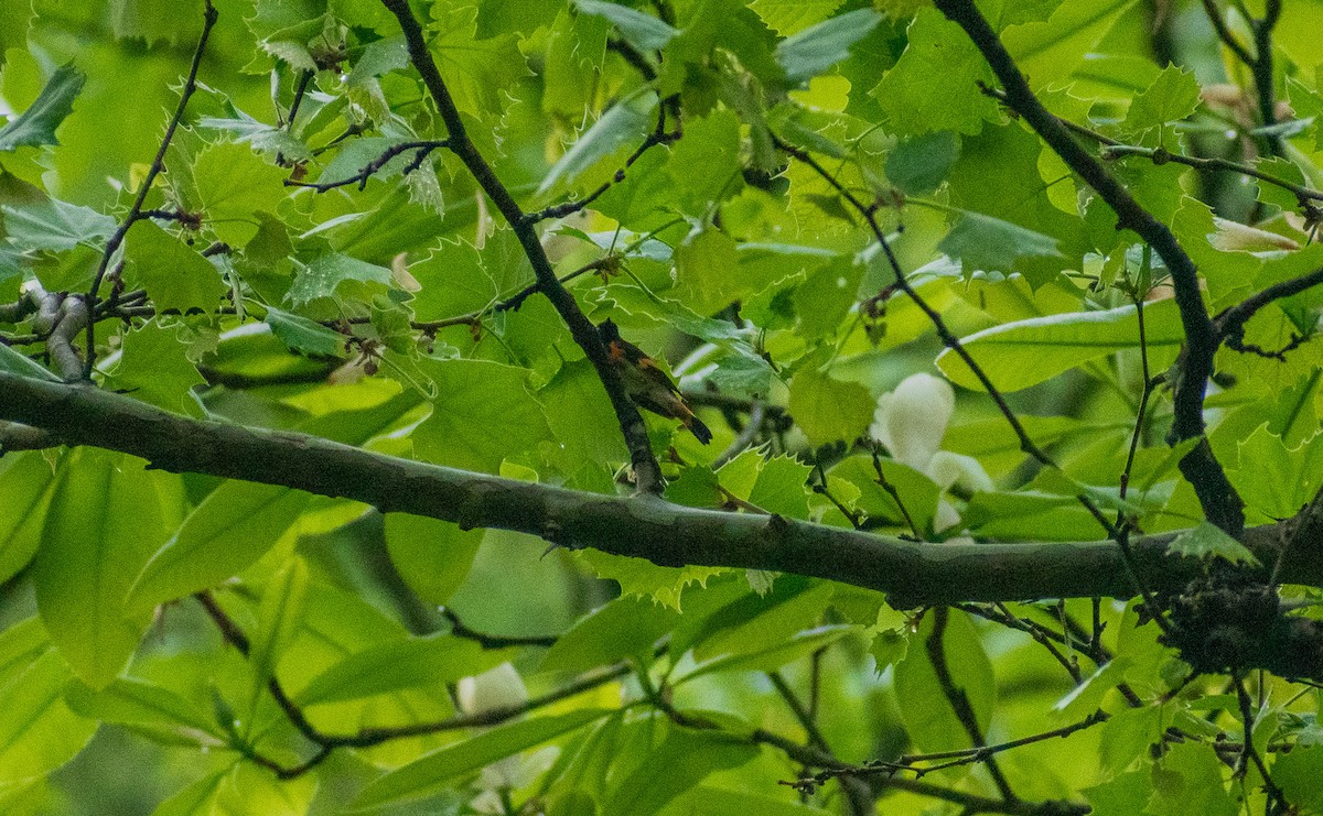 American Redstart - ML634887992