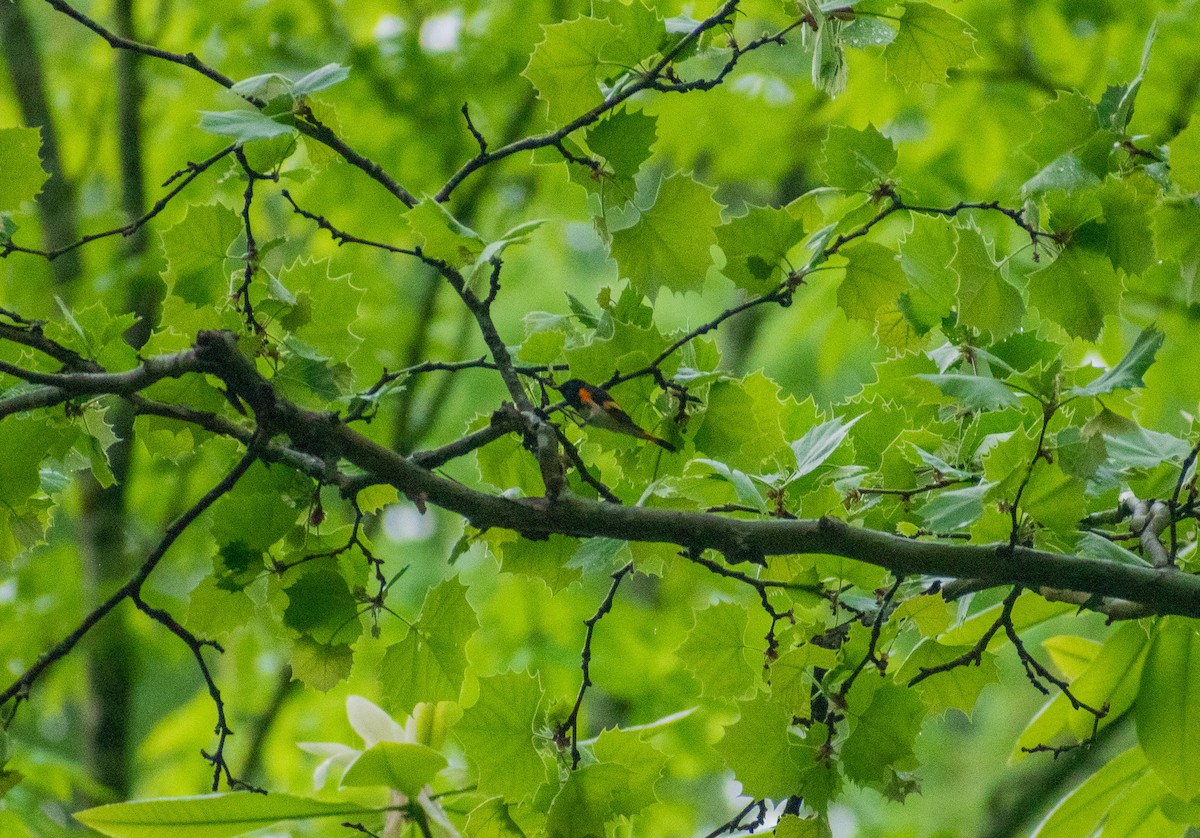 American Redstart - ML634887993