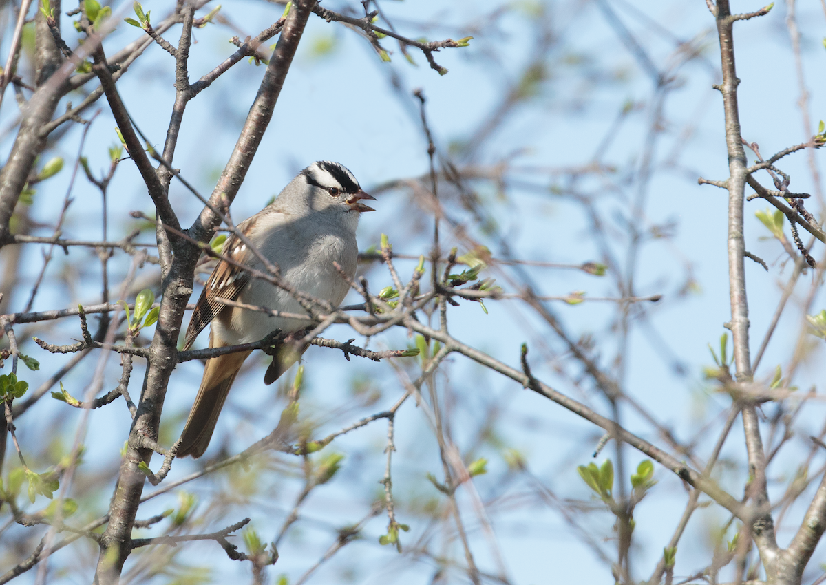 White-crowned Sparrow - ML634888004