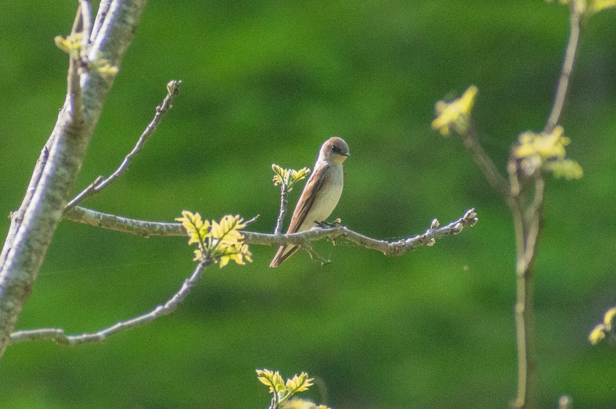 Northern Rough-winged Swallow - ML634888012