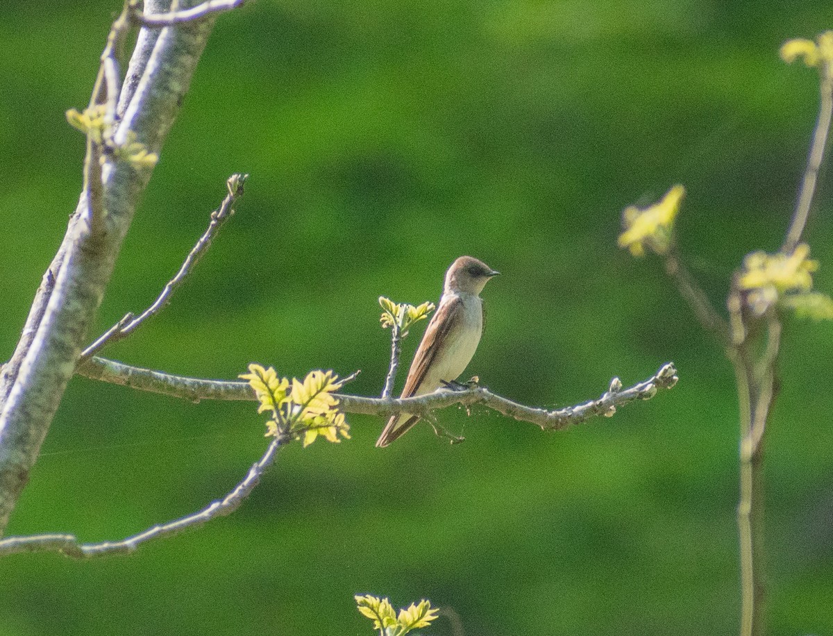 Northern Rough-winged Swallow - ML634888013