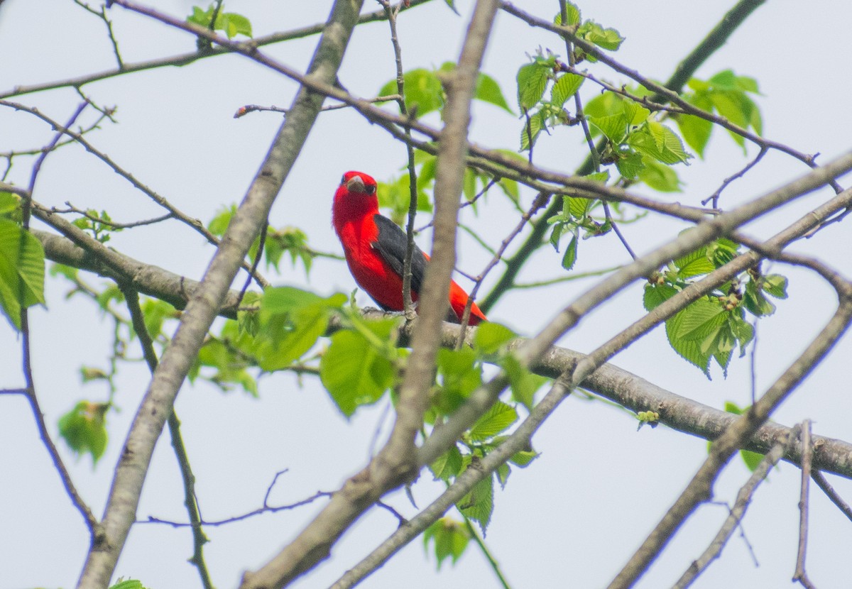 Scarlet Tanager - ML634888027