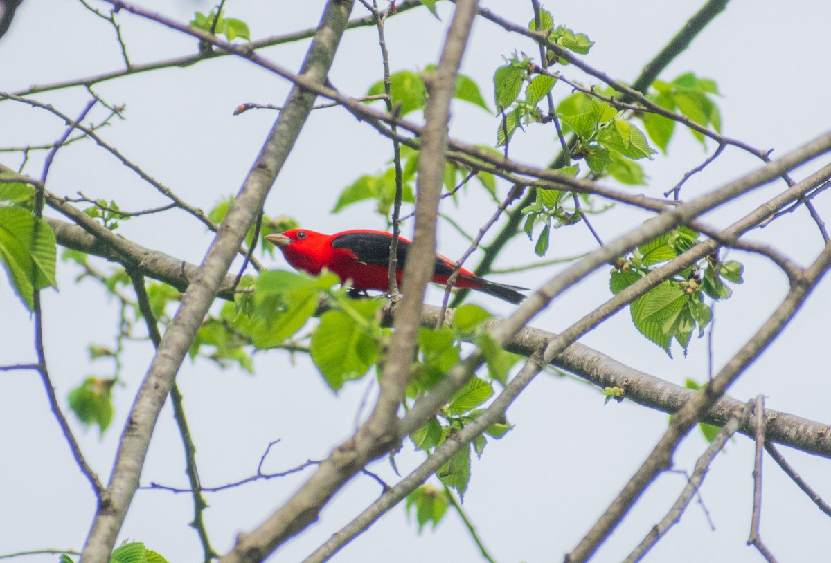 Scarlet Tanager - ML634888028