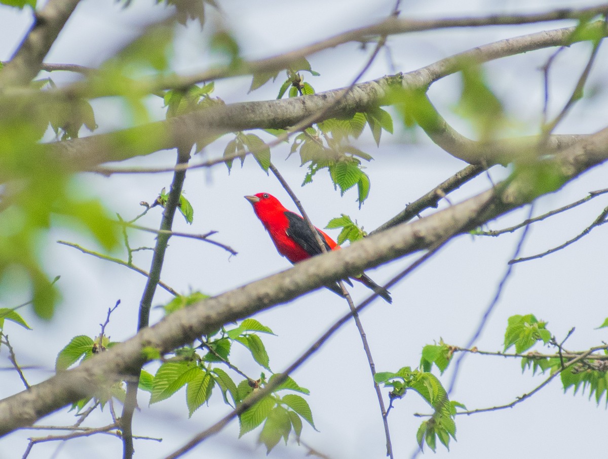 Scarlet Tanager - ML634888029
