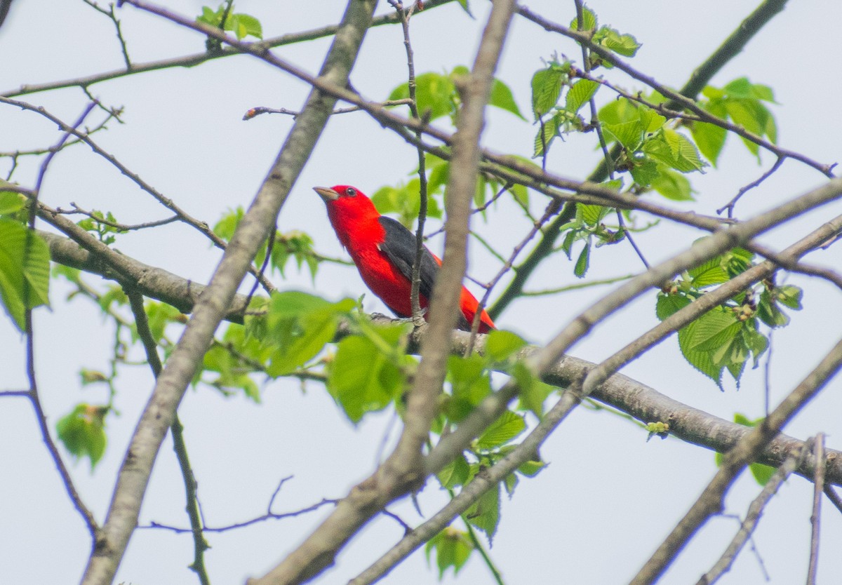Scarlet Tanager - ML634888030