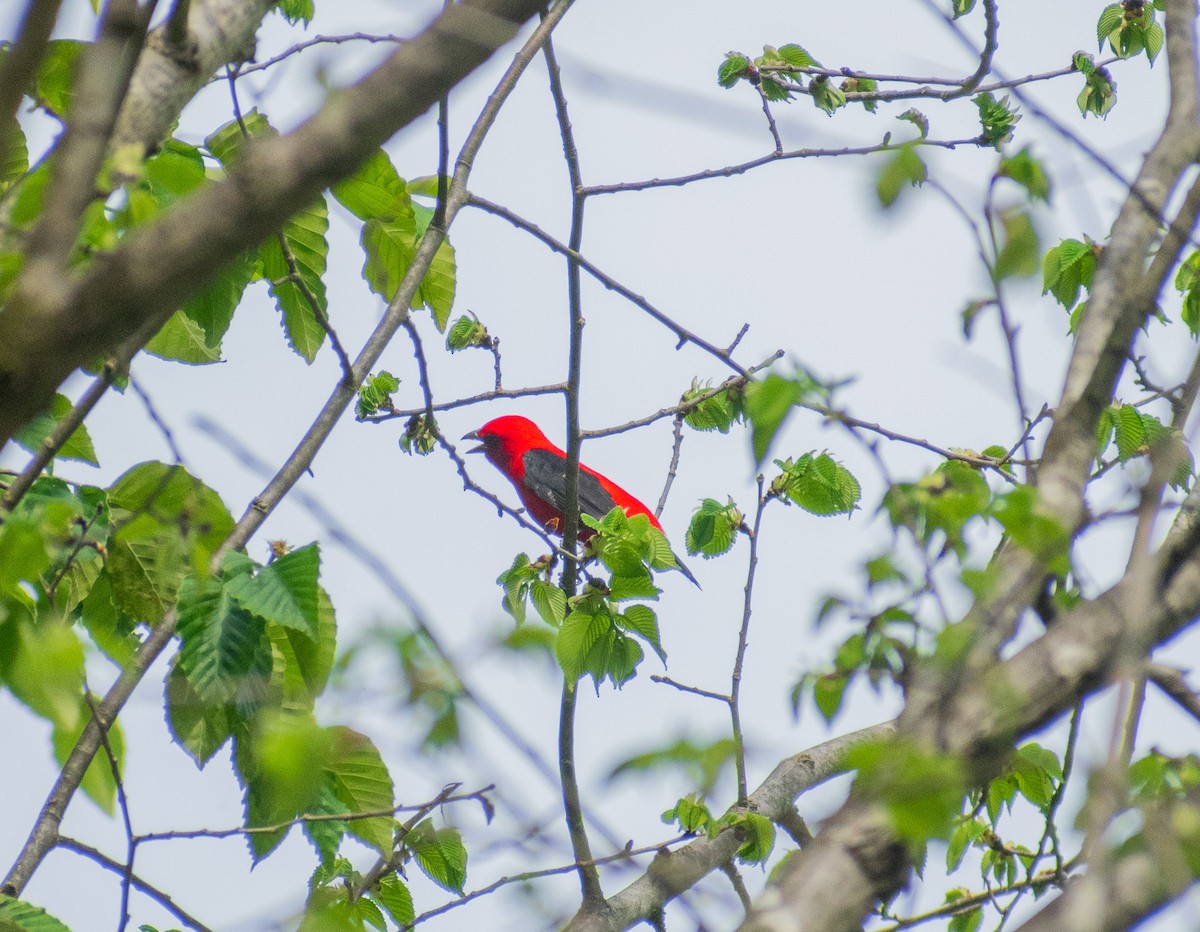 Scarlet Tanager - ML634888031