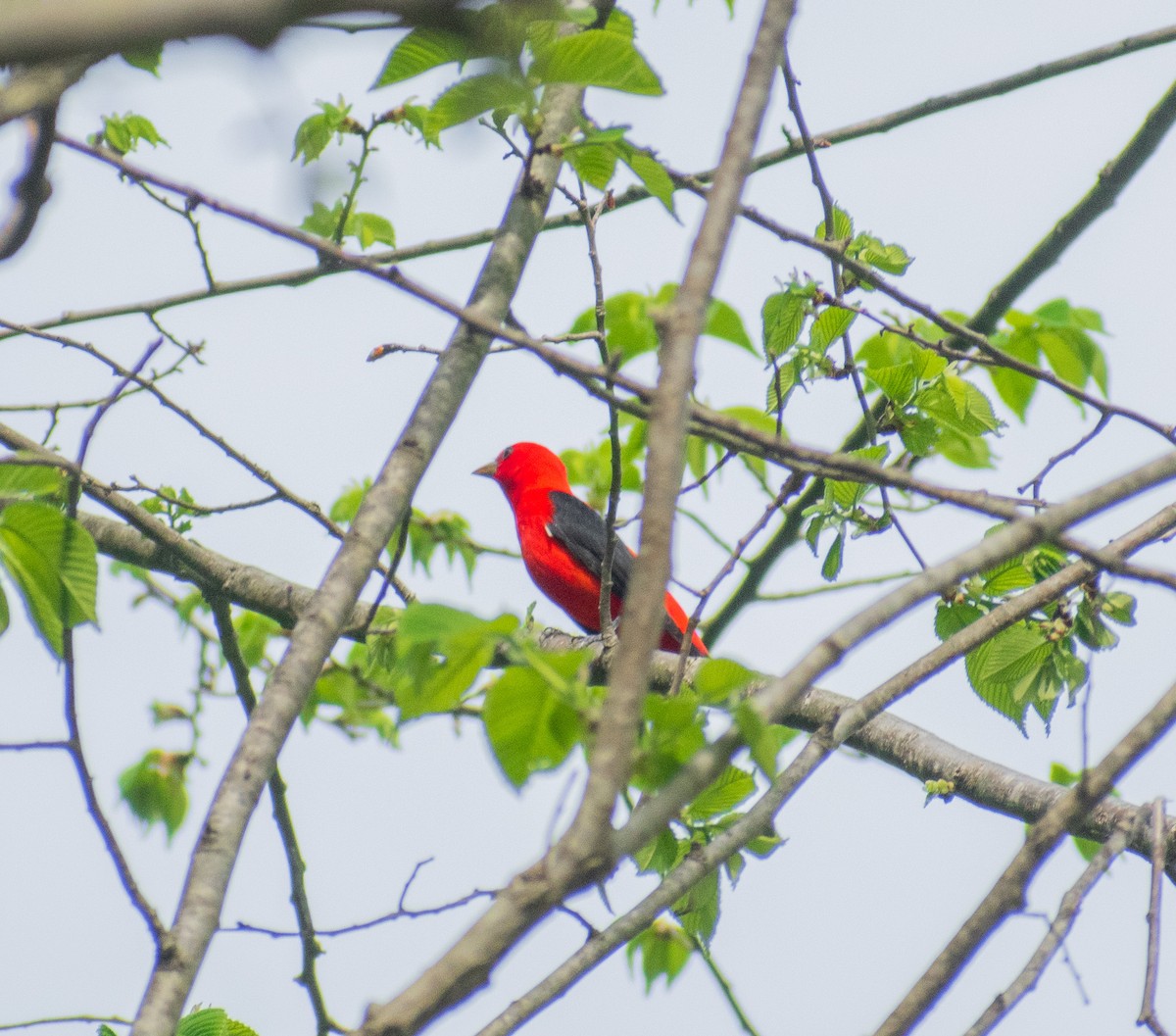 Scarlet Tanager - ML634888033