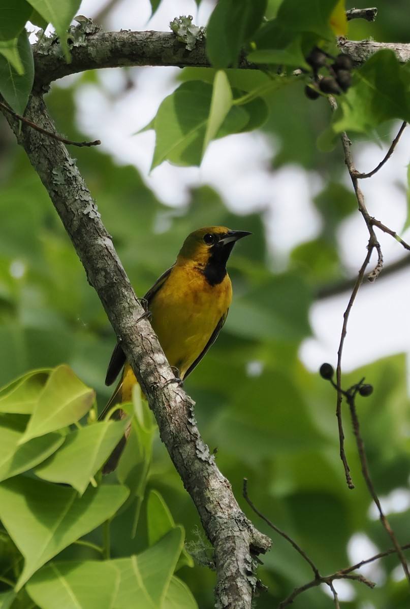 Orchard Oriole - ML634888072
