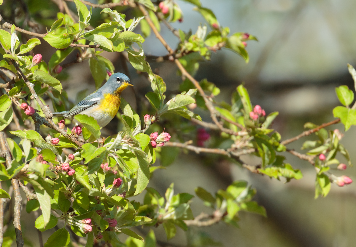 Northern Parula - ML634888108