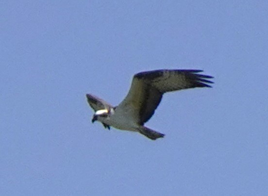 Osprey - ML634888174