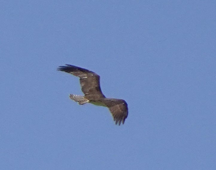 Osprey - ML634888175