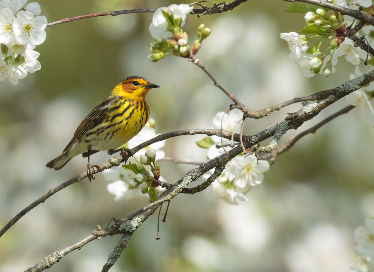 Cape May Warbler - ML634888230