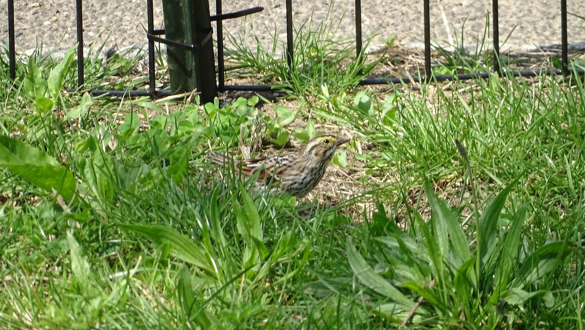 Savannah Sparrow - ML634888273