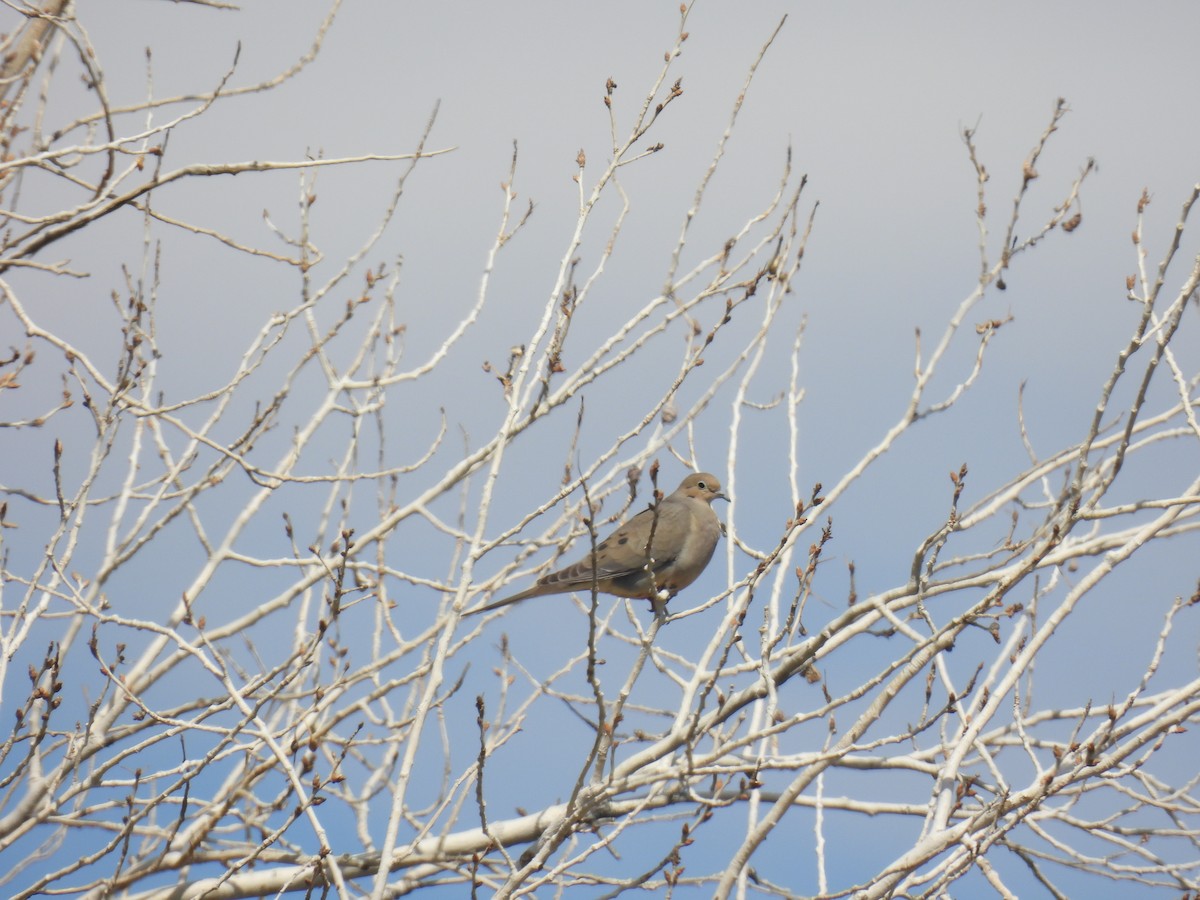 Mourning Dove - ML634888333