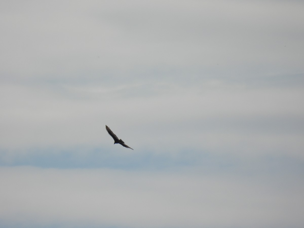 Turkey Vulture - ML634888344